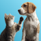Hunde und Katzen