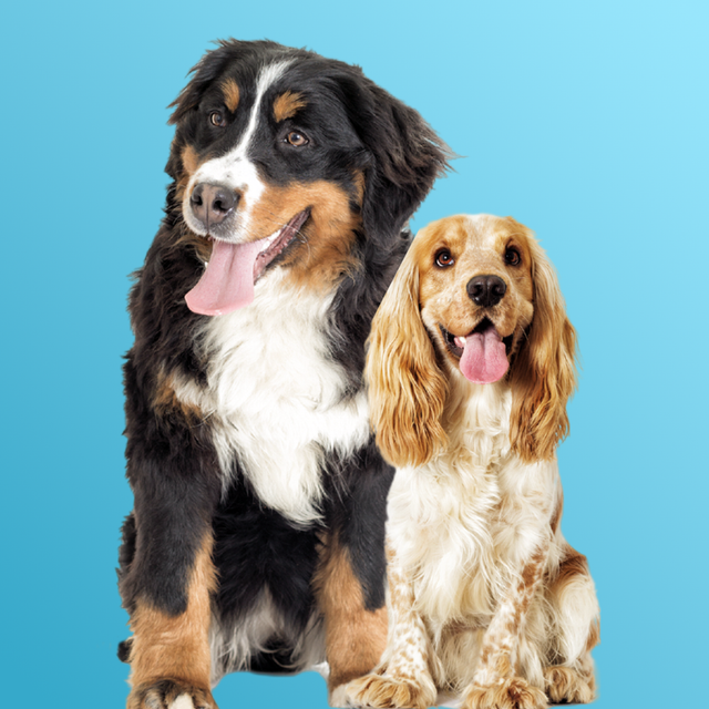 Hunde