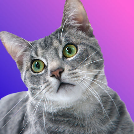 Collection image for: Labortests