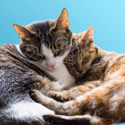 Katzen