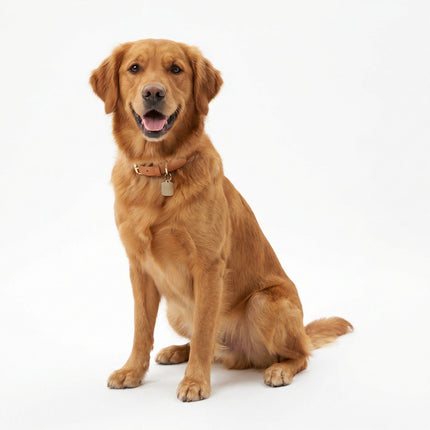 Collection image for: Hunde