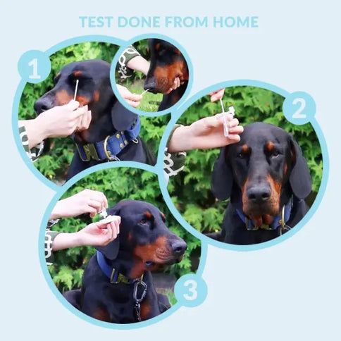 Staupe-Test für Hunde