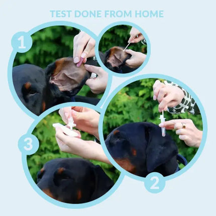 Ehrlichia-Antikörper-Test für Hunde