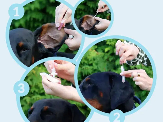 Ehrlichia-Antikörper-Test für Hunde