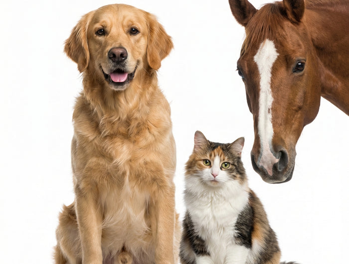 <h2>Tests für Tiere</h2>