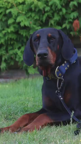 Ehrlichia-Antikörper-Test für Hunde